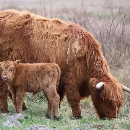 Beachside Escape W Terrace Julianadorp